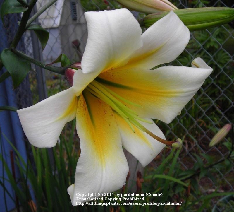 Photo of Lily (Lilium 'Ortega') uploaded by pardalinum
