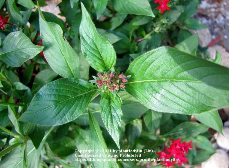 Photo of Star Flower (Pentas lanceolata) uploaded by plantladylin
