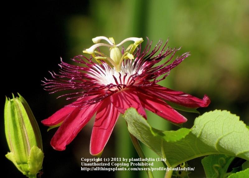 Photo of Passion Flower (Passiflora 'Lady Margaret') uploaded by plantladylin