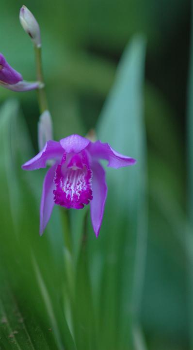 Photo of Chinese Ground Orchid (Bletilla striata) uploaded by sheryl
