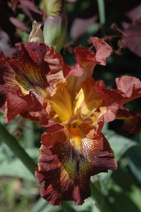 Photo of Tall Bearded Iris (Iris 'Paprika Fono's') uploaded by sheryl