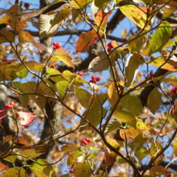 Location: Northeastern Texas
Date: October 2010
Fall color