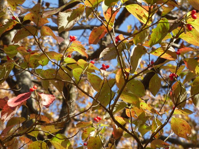 Photo of Flowering Dogwood (Cornus florida) uploaded by wildflowers