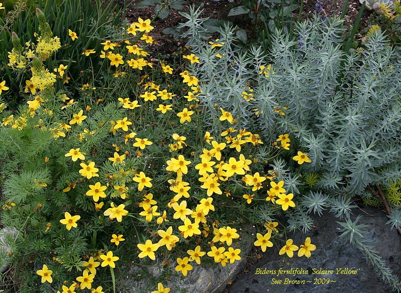 Photo of Bur Marigold (Bidens aurea Solaire® Yellow) uploaded by Calif_Sue