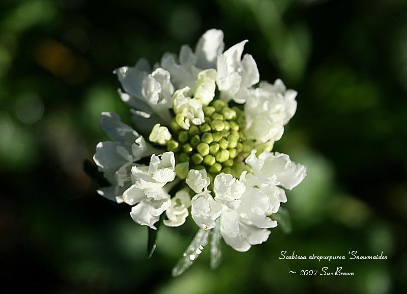 Photo of Pincushion Flower (Sixalix atropurpurea subsp. atropurpurea 'Snowmaiden') uploaded by Calif_Sue