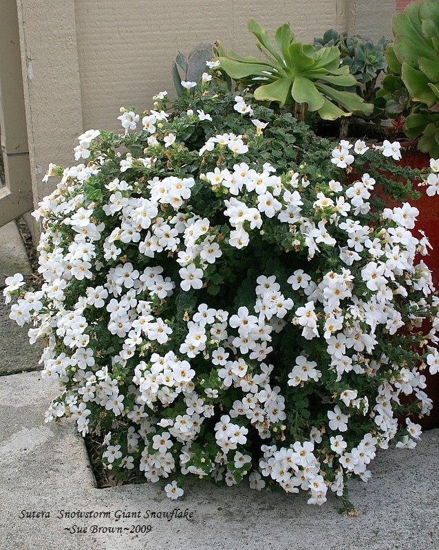 Photo of Bacopa (Sutera Snowstorm® Giant Snowflake®) uploaded by Calif_Sue