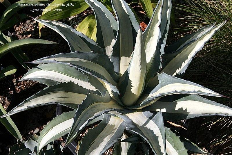 Photo of White-striped American Agave (Agave americana 'Mediopicta Alba') uploaded by Calif_Sue