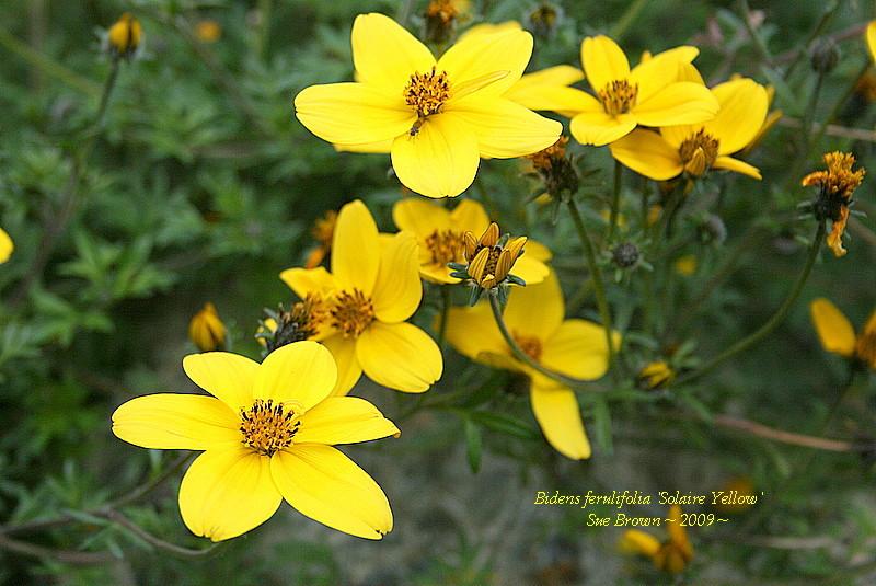 Photo of Bur Marigold (Bidens aurea Solaire® Yellow) uploaded by Calif_Sue