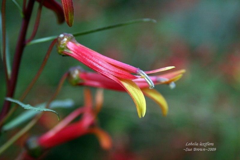 Photo of Mexican Cardinal Flower (Lobelia laxiflora) uploaded by Calif_Sue