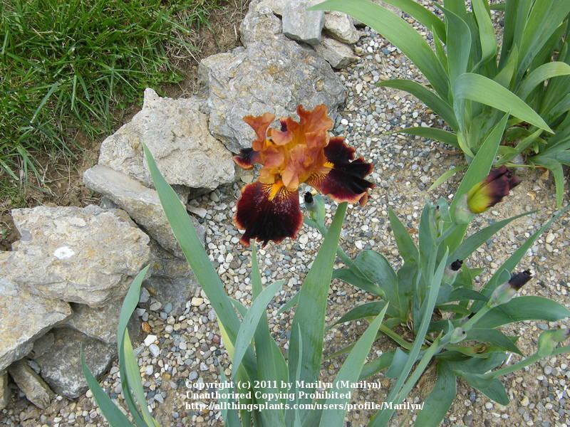 Photo of Tall Bearded Iris (Iris 'Rush Creek') uploaded by Marilyn