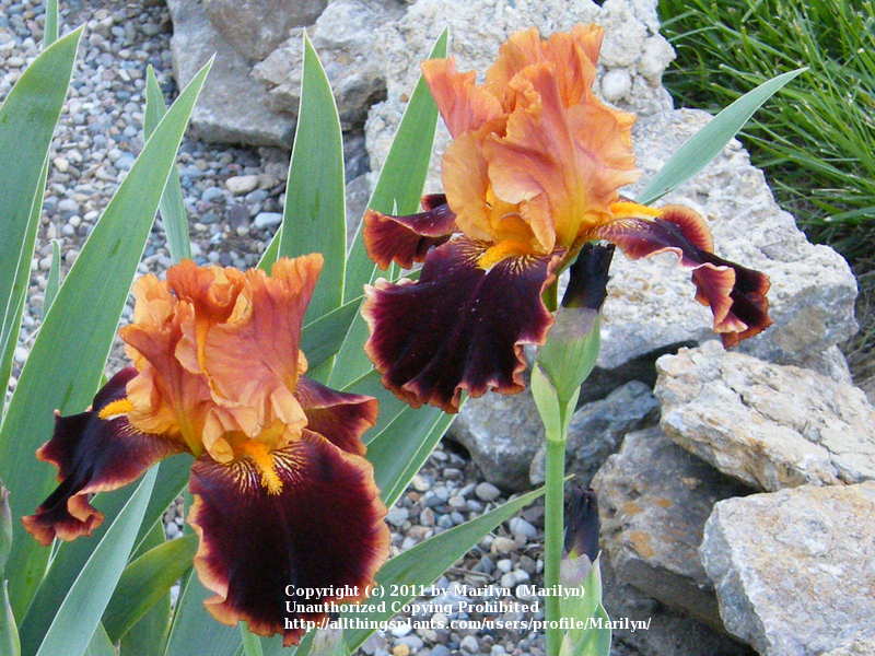 Photo of Tall Bearded Iris (Iris 'Rush Creek') uploaded by Marilyn