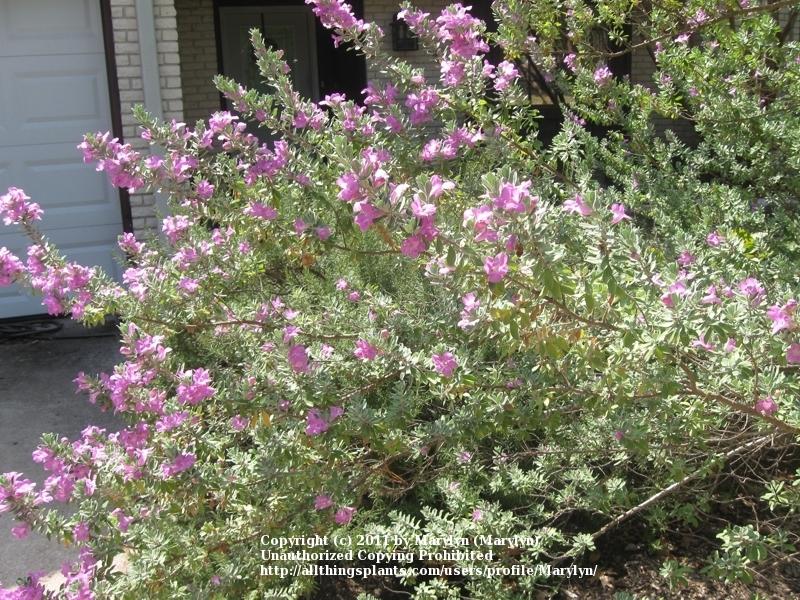 Photo of Texas Sage (Leucophyllum frutescens) uploaded by Marylyn