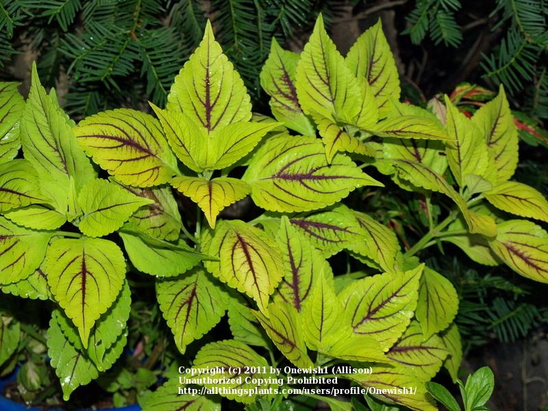 Photo of Coleus (Coleus scutellarioides 'Gay's Delight') uploaded by Onewish1