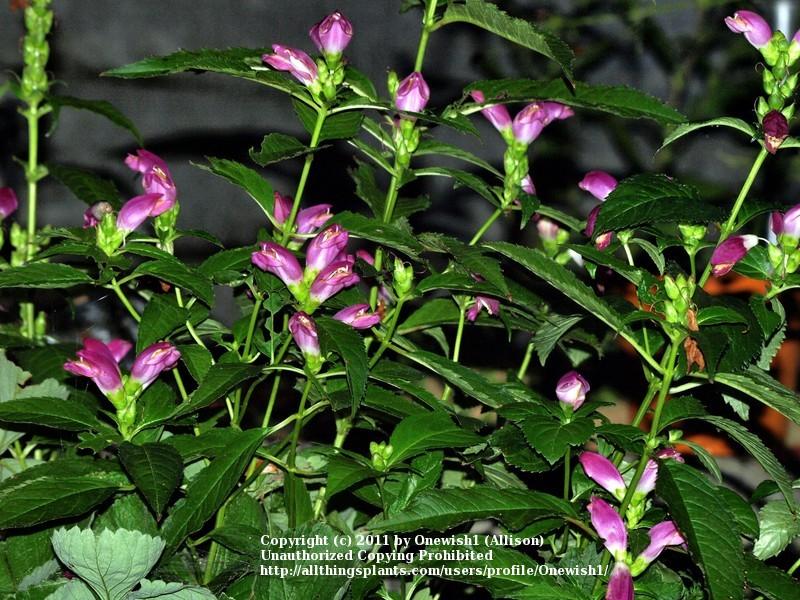 Photo of Pink Turtlehead (Chelone lyonii 'Hot Lips') uploaded by Onewish1