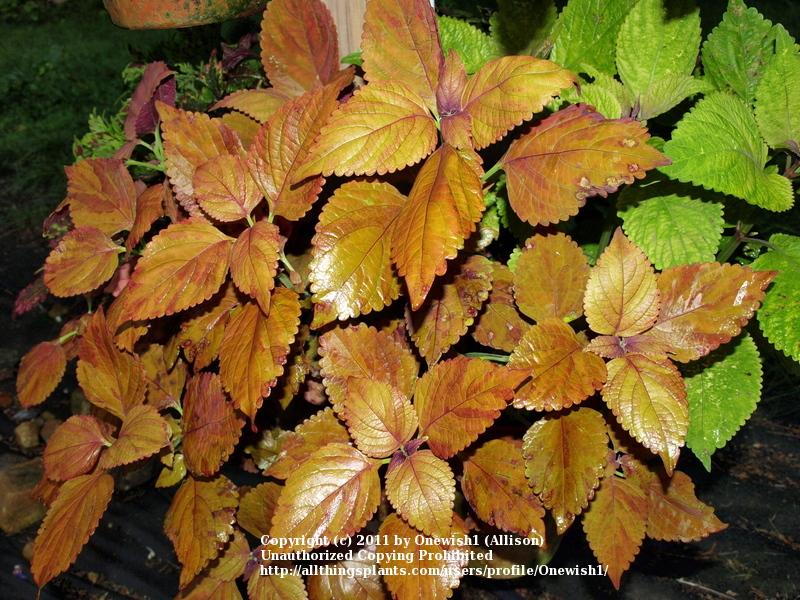 Photo of Coleus (Coleus scutellarioides ColorBlaze® Sedona) uploaded by Onewish1