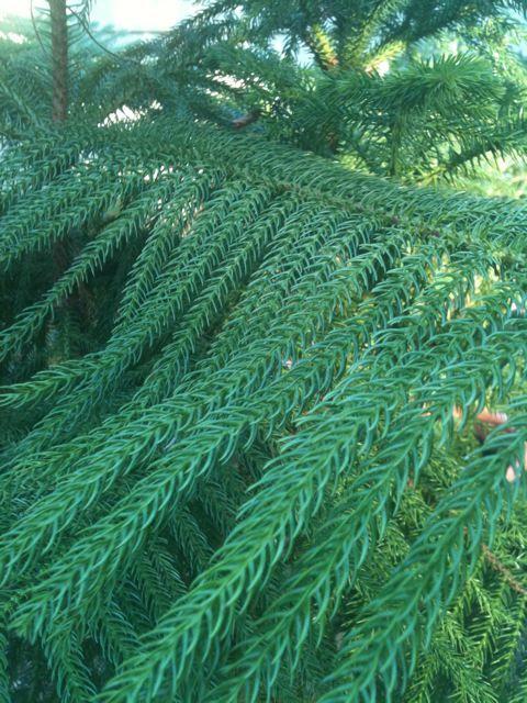 Photo of Norfolk Island Pine (Araucaria heterophylla) uploaded by Sharon