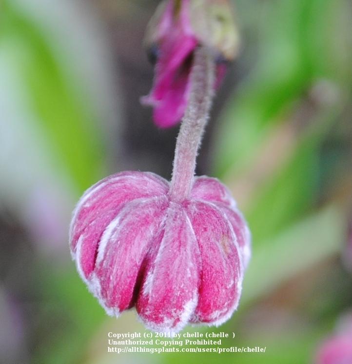 Photo of Japanese Anemone (Eriocapitella hupehensis 'Margarete') uploaded by chelle