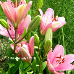 Location: Sun garden Pittsford NY
Date: Jul 5, 2010 5:48 AM
Soft Pink
