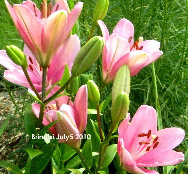 Photo of Lily (Lilium 'Brindisi') uploaded by ge1836