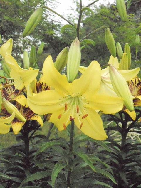 Photo of Lily (Lilium 'Sun Valley') uploaded by ge1836