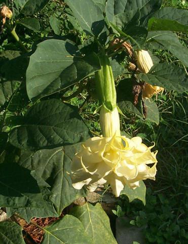 Photo of Devil's Trumpet (Datura metel 'Triple Yellow') uploaded by gingin