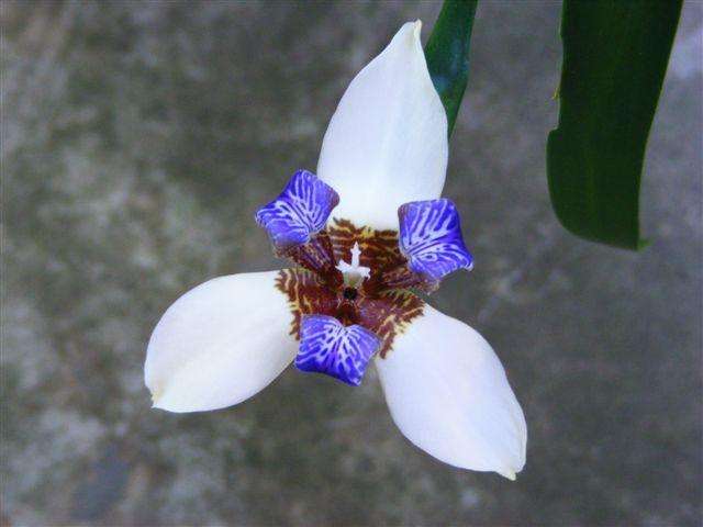 Photo of Walking Iris (Trimezia gracilis) uploaded by gingin