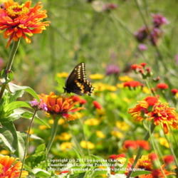 Location: Cincinnati, Oh
Date: July 2007
Zinnias are loved by butterflies