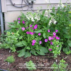 Location: Cincinnati, Oh
Date: May 15, 2009
Wintersown Purple Laura Bush Petunia