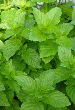 Photo of Spearmint (Mentha spicata 'Kentucky Colonel') uploaded by mom2goldens