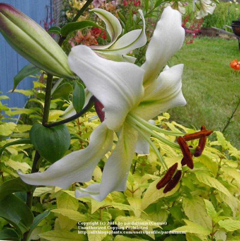 Photo of Lily (Lilium 'Carte Blanche') uploaded by pardalinum