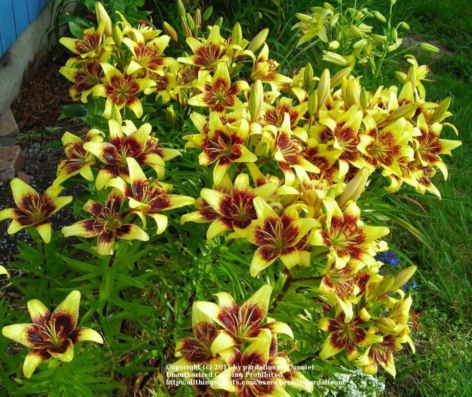 Photo of Asiatic Lily (Lilium 'Latvia') uploaded by pardalinum
