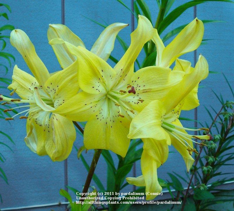 Photo of Lily (Lilium 'Sun Valley') uploaded by pardalinum
