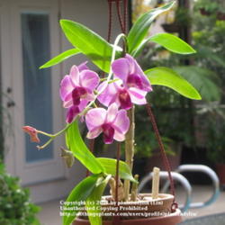 
Date: 2011-01-04 
Dendrobium 'Mandarin Pink'