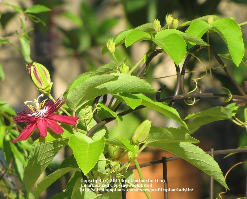 Photo of Passion Flower (Passiflora 'Lady Margaret') uploaded by plantladylin
