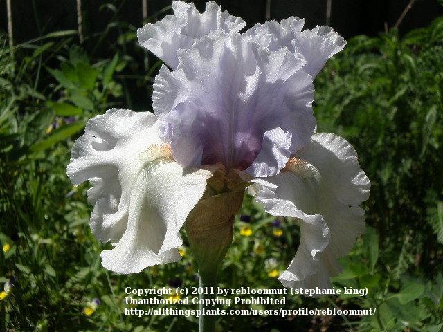 Photo of Tall Bearded Iris (Iris 'Fogbound') uploaded by rebloomnut