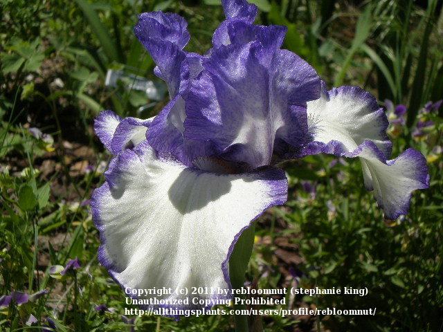 Photo of Tall Bearded Iris (Iris 'Patriotic Heart') uploaded by rebloomnut