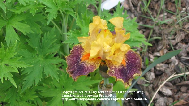 Photo of Intermediate Bearded Iris (Iris 'Delirium') uploaded by rebloomnut