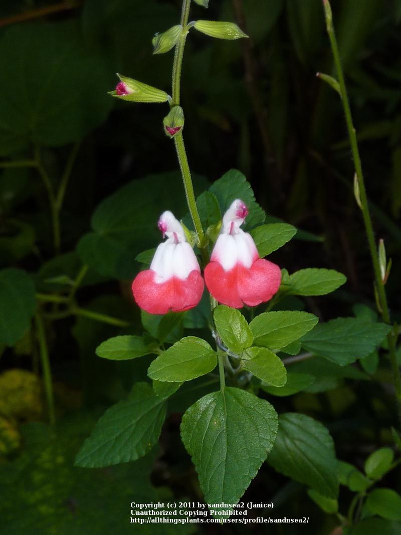 Photo of Blackcurrant Sage (Salvia microphylla 'Hot Lips') uploaded by sandnsea2