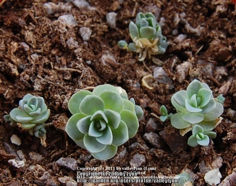 Photo of Dunce's Cap (Orostachys iwarenge) uploaded by valleylynn