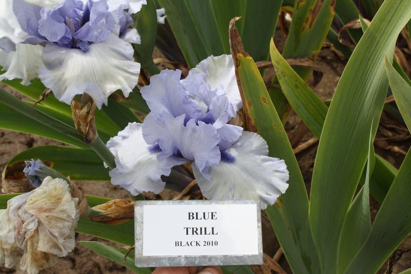 Photo of Tall Bearded Iris (Iris 'Blue Trill') uploaded by ARUBA1334