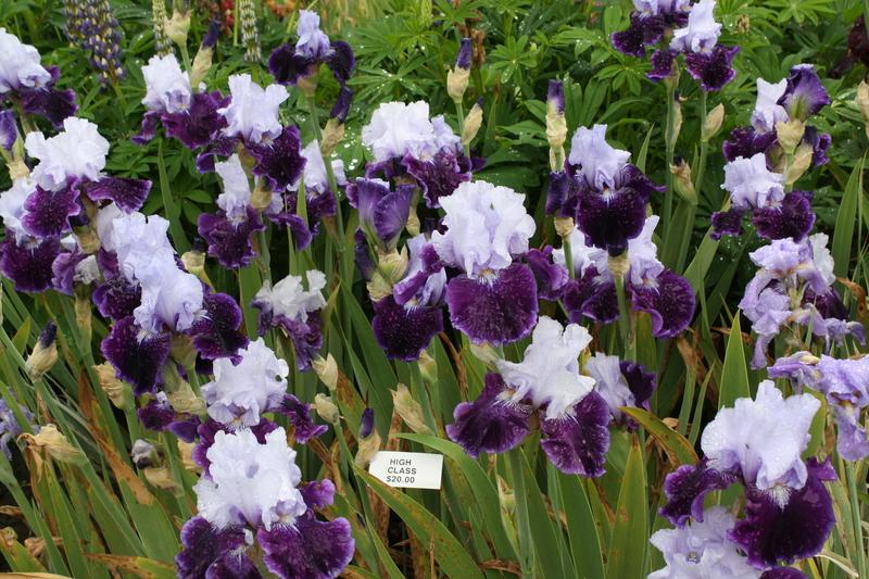 Photo of Tall Bearded Iris (Iris 'High Class') uploaded by ARUBA1334