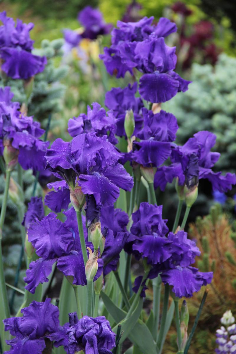 Photo of Tall Bearded Iris (Iris 'Blueberry Bliss') uploaded by ARUBA1334