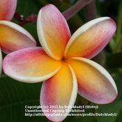 one of the classic Hawaiian lei flowers