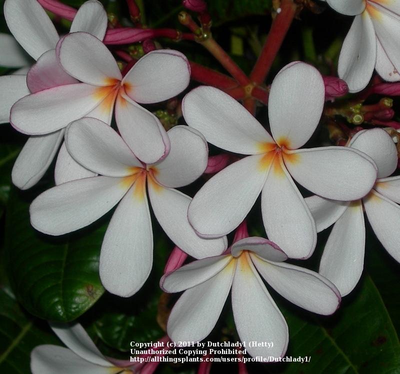 Photo of Plumeria (Plumeria obtusa 'Dwarf Pink Singapore') uploaded by Dutchlady1