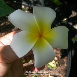 Location: Southeast Florida
Date: summer 2011
large flower, constant bloomer!