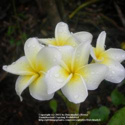 Location: Southwest Florida
Date: summer 2009
Beautiful soft yellow blooms; named for the founder of the Southe
