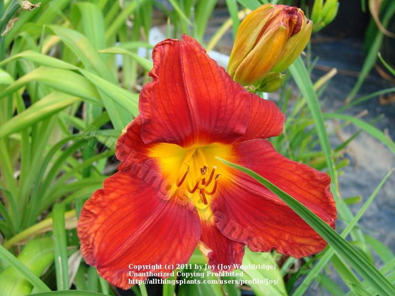 Photo of Daylily (Hemerocallis 'Crimson Brocade') uploaded by Joy