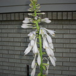 Location: Pleasant Grove, Utah
Date: 2011-07-17
6 foot bloom stalk