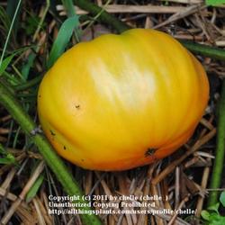 Location: My Northeastern Indiana Gardens - Zone 5
Date: 2011-09-28
Heirloom - Great Producer - Exceptional Flavor!