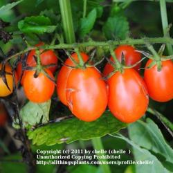 Location: My Northeastern Indiana Gardens - Zone 5
Date: 2011-09-28
Heirloom - Plum Tomato